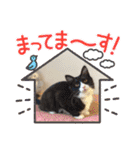 ハチワレねこさん（オレオ）（個別スタンプ：24）
