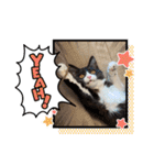 ハチワレねこさん（オレオ）（個別スタンプ：25）