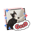 ハチワレねこさん（オレオ）（個別スタンプ：26）
