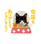 ハチワレねこさん（オレオ）（個別スタンプ：27）