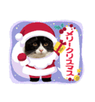 ハチワレねこさん（オレオ）（個別スタンプ：28）