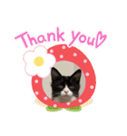 ハチワレねこさん（オレオ）（個別スタンプ：33）