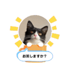 ハチワレねこさん（オレオ）（個別スタンプ：34）