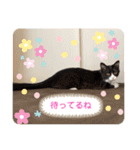 ハチワレねこさん（オレオ）（個別スタンプ：35）