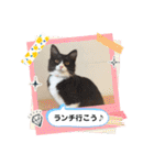 ハチワレねこさん（オレオ）（個別スタンプ：36）