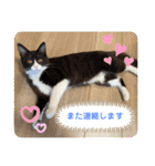ハチワレねこさん（オレオ）（個別スタンプ：37）