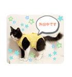 ハチワレねこさん（オレオ）（個別スタンプ：38）
