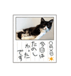ハチワレねこさん（オレオ）（個別スタンプ：39）