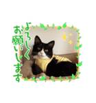 ハチワレねこさん（オレオ）（個別スタンプ：40）