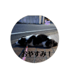 ケロレオ2022.5.1（個別スタンプ：4）