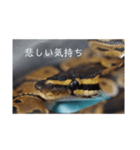 へびび の スタンプ（個別スタンプ：7）