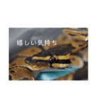 へびび の スタンプ（個別スタンプ：8）