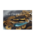 へびび の スタンプ（個別スタンプ：10）