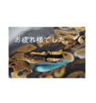 へびび の スタンプ（個別スタンプ：12）