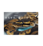 へびび の スタンプ（個別スタンプ：13）