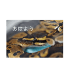 へびび の スタンプ（個別スタンプ：15）