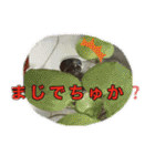 ミシシッピニオイガメまる子の一日（個別スタンプ：3）
