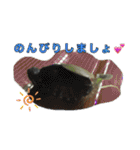 ミシシッピニオイガメまる子の一日（個別スタンプ：5）