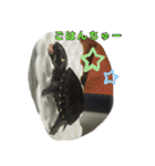 ミシシッピニオイガメまる子の一日（個別スタンプ：7）