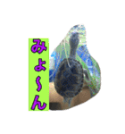 ミシシッピニオイガメまる子の一日（個別スタンプ：15）