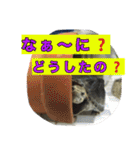 ミシシッピニオイガメまる子の一日（個別スタンプ：18）