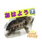ミシシッピニオイガメまる子の一日（個別スタンプ：23）