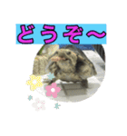 ミシシッピニオイガメまる子の一日（個別スタンプ：27）