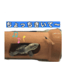 ミシシッピニオイガメまる子の一日（個別スタンプ：35）