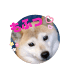 みんなと一緒20（個別スタンプ：7）