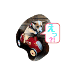 立ち耳ジャックラッセルテリアりさだよ〜（個別スタンプ：1）