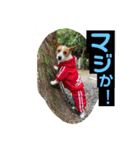 立ち耳ジャックラッセルテリアりさだよ〜（個別スタンプ：2）