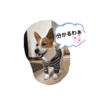 立ち耳ジャックラッセルテリアりさだよ〜（個別スタンプ：3）