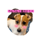 立ち耳ジャックラッセルテリアりさだよ〜（個別スタンプ：10）