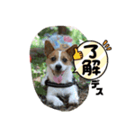 立ち耳ジャックラッセルテリアりさだよ〜（個別スタンプ：11）