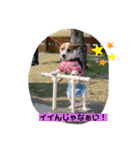 立ち耳ジャックラッセルテリアりさだよ〜（個別スタンプ：12）
