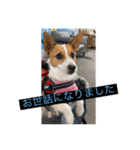 立ち耳ジャックラッセルテリアりさだよ〜（個別スタンプ：20）