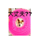 立ち耳ジャックラッセルテリアりさだよ〜（個別スタンプ：21）