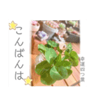 開運✨スピリチュアル✨多肉✨多肉植物✨愛（個別スタンプ：4）