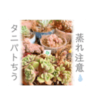 開運✨スピリチュアル✨多肉✨多肉植物✨愛（個別スタンプ：13）