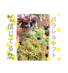 開運✨スピリチュアル✨多肉✨多肉植物✨愛（個別スタンプ：14）