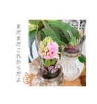 開運✨スピリチュアル✨多肉✨多肉植物✨愛（個別スタンプ：16）