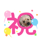 いちごワンだよ5（個別スタンプ：4）