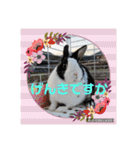 アニマルおじさんスタンプ（個別スタンプ：4）
