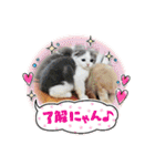 アニマルおじさんスタンプ（個別スタンプ：17）