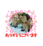 アニマルおじさんスタンプ（個別スタンプ：18）