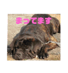 アニマルおじさんスタンプ（個別スタンプ：21）