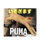 アニマルおじさんスタンプ（個別スタンプ：23）