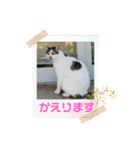 アニマルおじさんスタンプ（個別スタンプ：30）