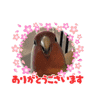 インコが沢山います（個別スタンプ：7）