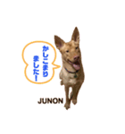 ジュノンくんの日常使えるスタンプ（個別スタンプ：2）